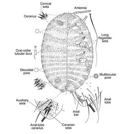   Formicococcus njalensis  
 Illustration by Ezzat & McConnell 